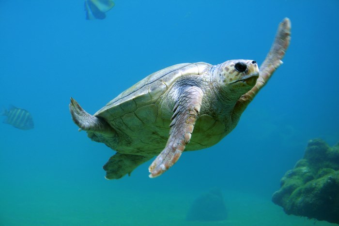 Sea turtle swimming underwater with fish