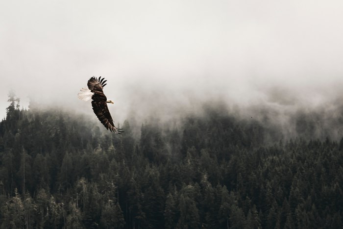 Bald eagle flying over a misty forest