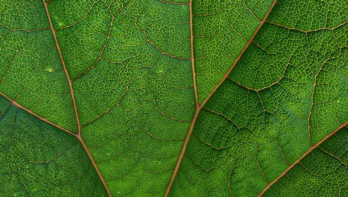 Close-up of a green leaf with prominent veins