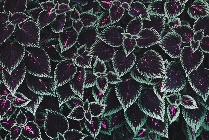 Vibrant Purple and Green Botanical Leaves Pattern
