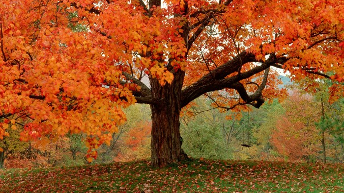 Large maple tree with vibrant orange leaves in autumn