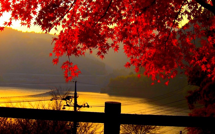 Red Maple Leaves Over Lake at Sunset
