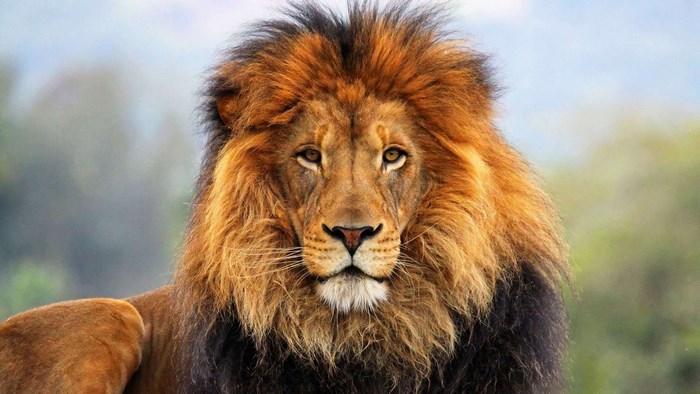 Close-up of a male lion with a full mane