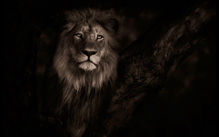 Majestic Lion in Dim Light