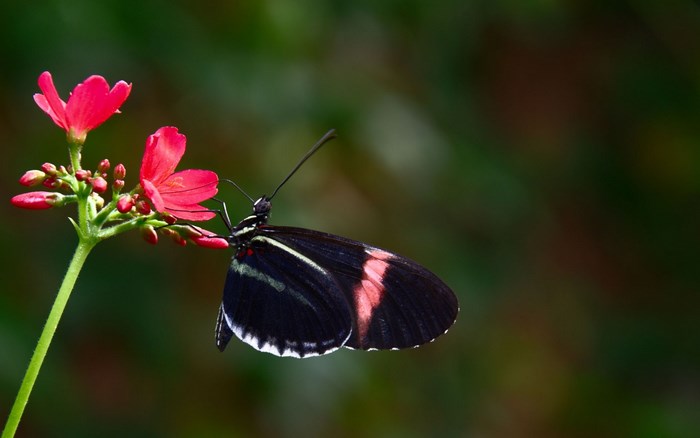 Black butterfly on pink flowers