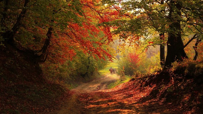Dirt road through autumn forest with horse and rider