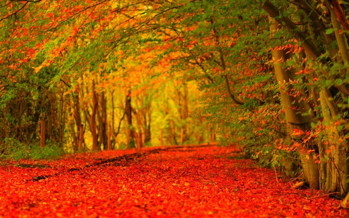 Autumn forest path covered in red leaves