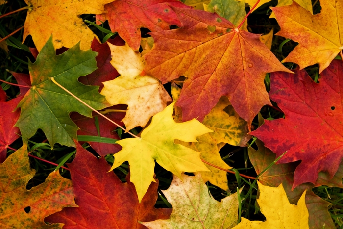 Autumn leaves on the ground