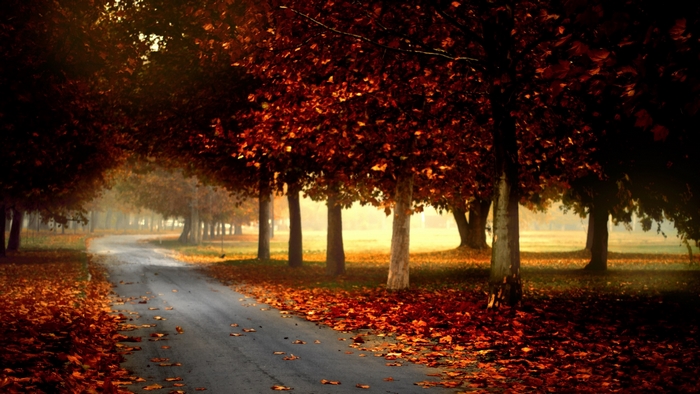 Autumn road with fallen leaves and trees