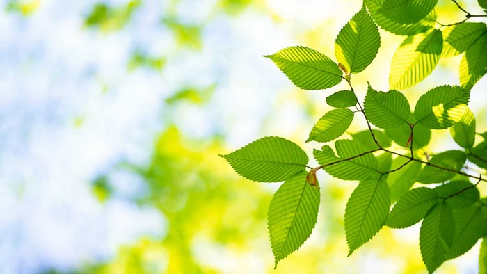 Green leaves on branches against a blurred background