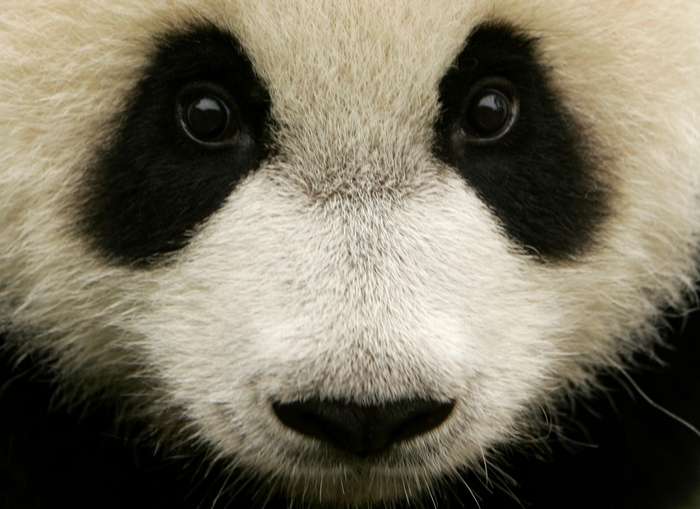 Close-up of a Giant Panda's face