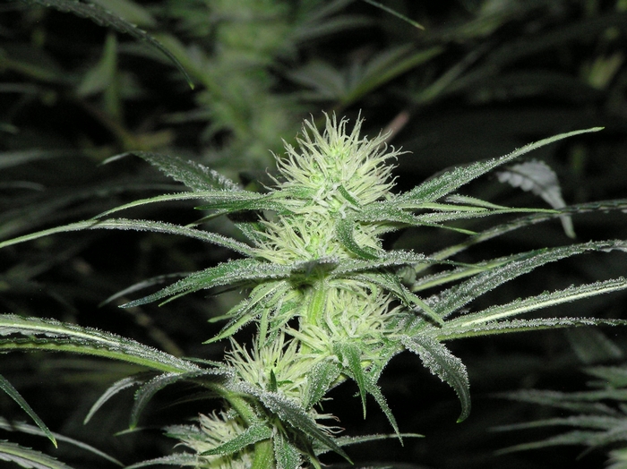 Marijuana plant with developing buds