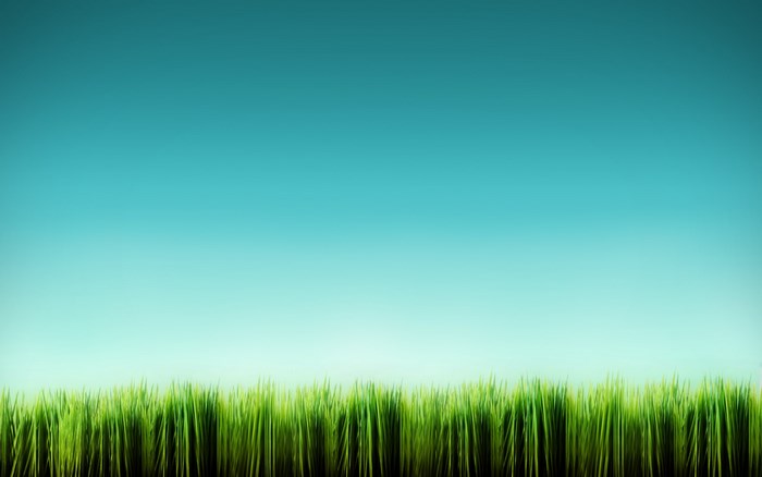 Green grass against a blue sky