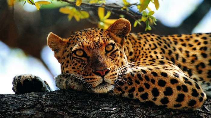 Leopard resting on a tree branch
