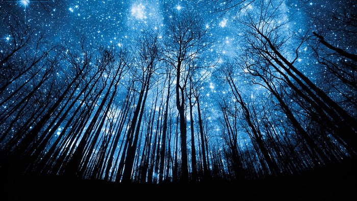 Starry Night Sky Above Bare Trees