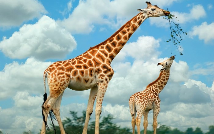 Two giraffes eating leaves from a tree