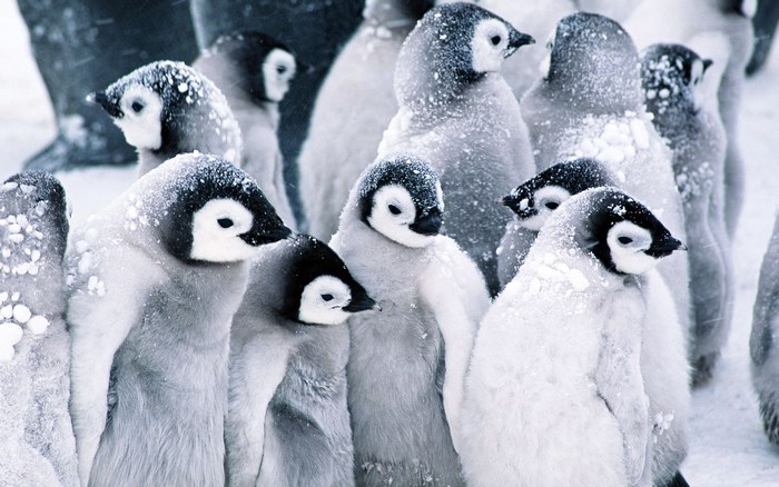 Group of Emperor Penguin Chicks in Snow