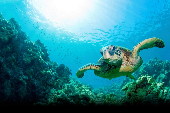 Sea turtle swimming near coral reef