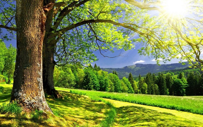 Sunlit meadow with trees and mountains