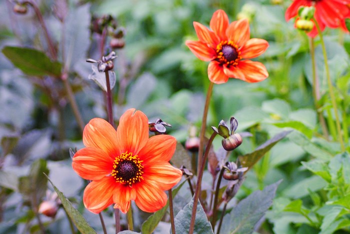 Orange Dahlia Flowers in Garden