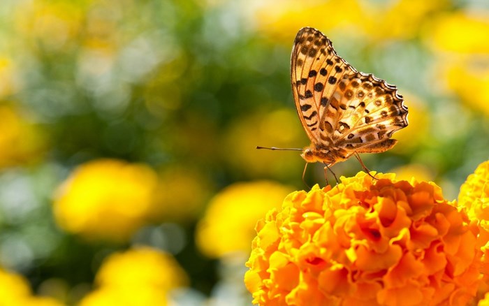 Butterfly on an orange flower
