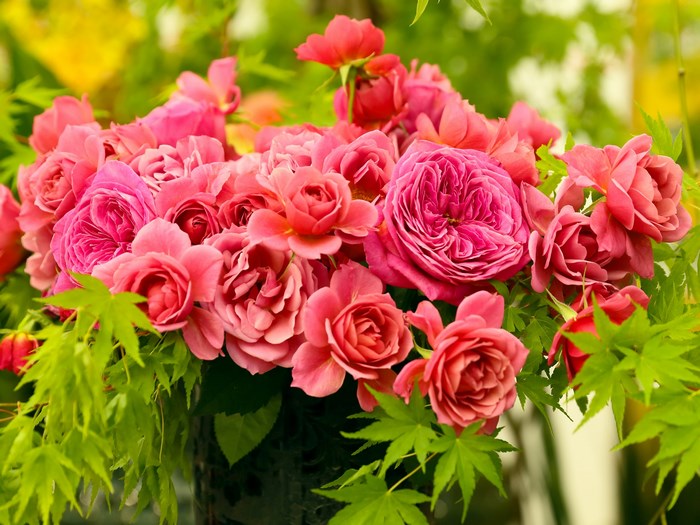 A bouquet of pink roses with green leaves