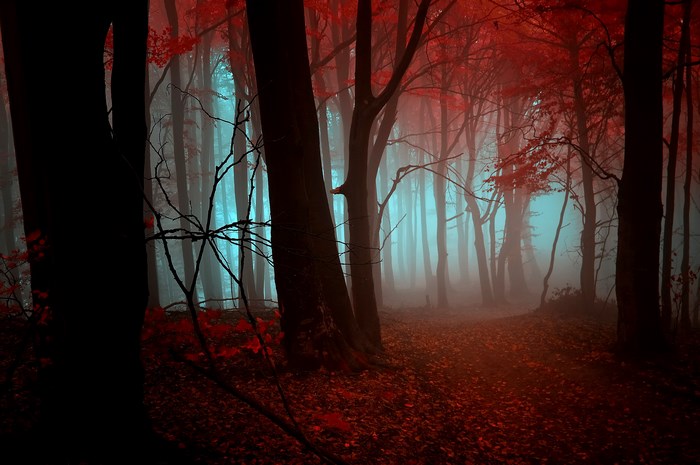 Red forest with fog