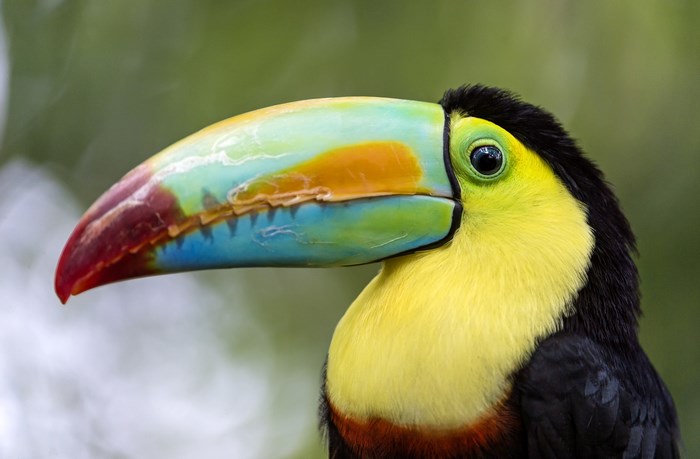 Keel-billed Toucan with colorful beak