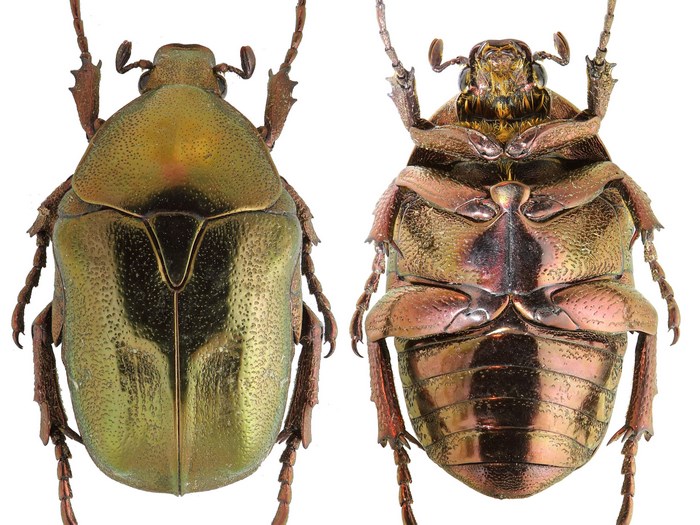 Dorsal and ventral views of a metallic green beetle