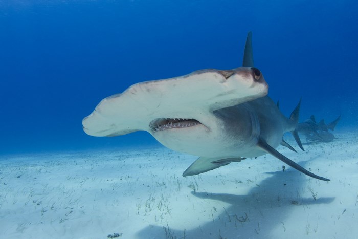 Hammerhead shark swimming in clear blue water