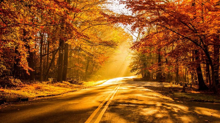 Road through autumn forest with sunbeams
