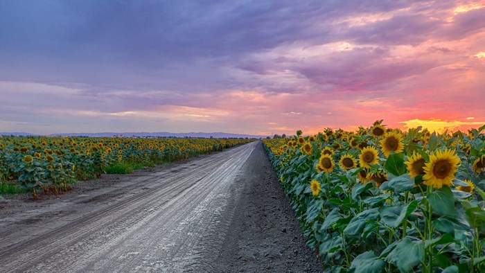 Dirt road through sunflower fields at sunset