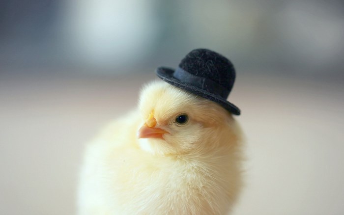 Adorable Yellow Chick Wearing Tiny Black Hat