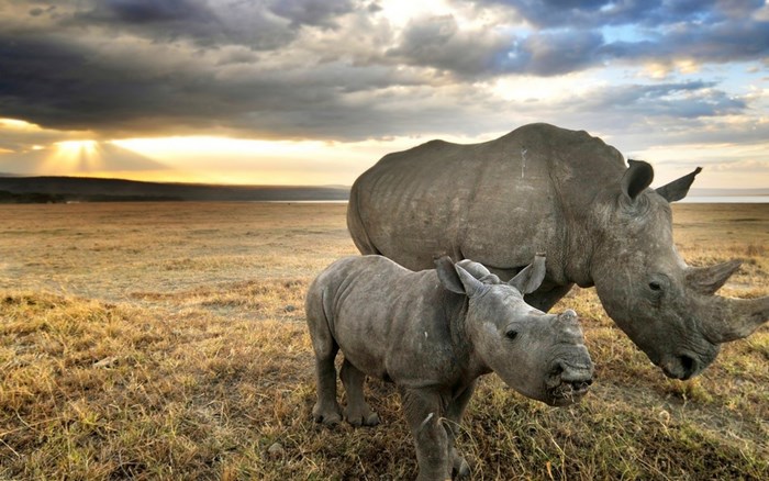 Mother and baby rhino in savanna at sunset