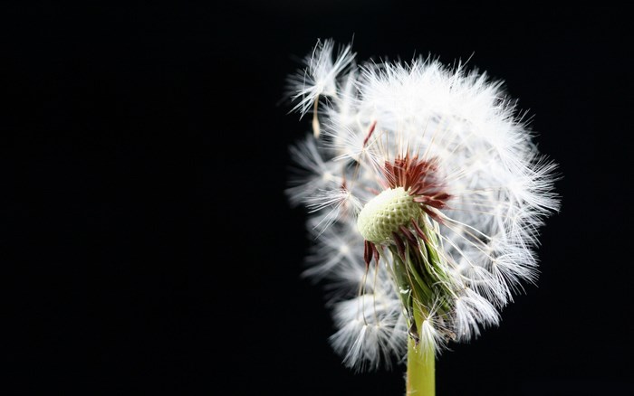 Close up of a dandelion seed head