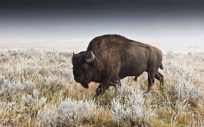 American Bison Walking Through Frosty Field