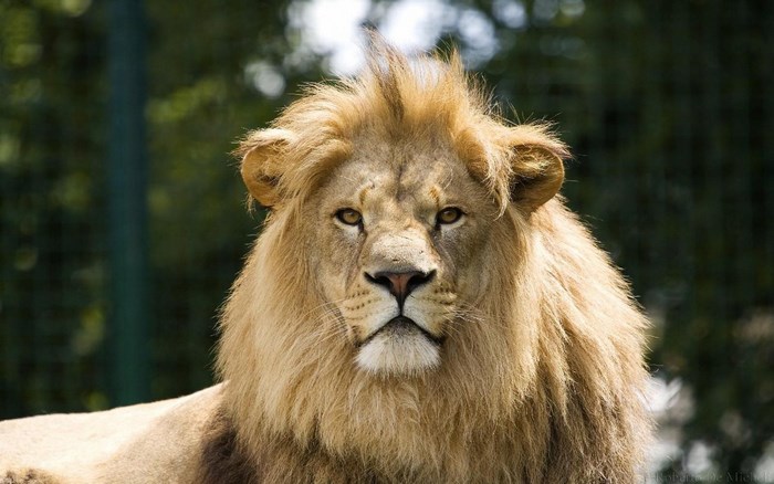 Close-up of a male lion's face