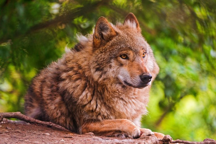 Wolf in a forest