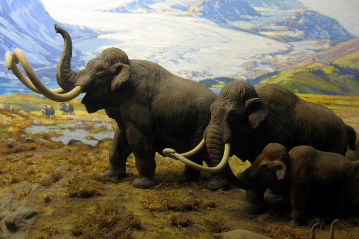 Mammoths in a prehistoric landscape