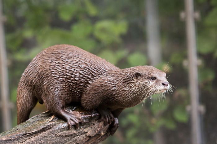 Otter on a log