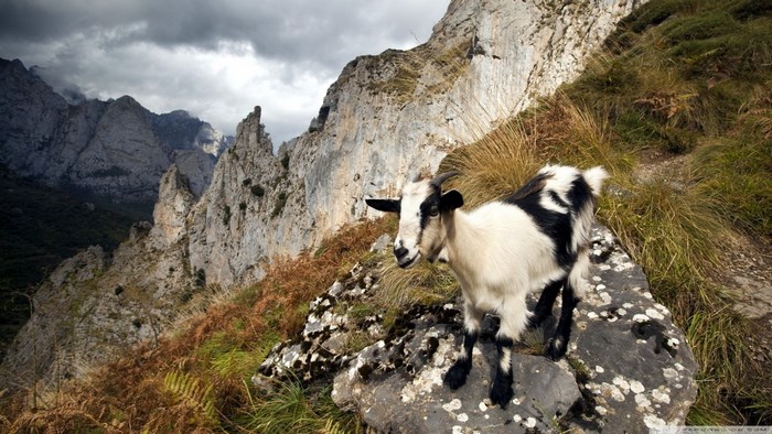 Goat on a rocky mountain path