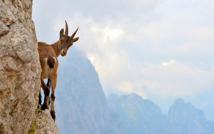 Ibex goat on a rocky cliff