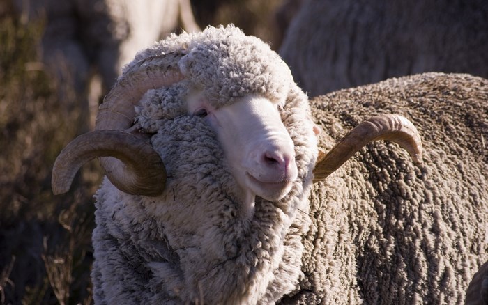 Merino ram with large curled horns