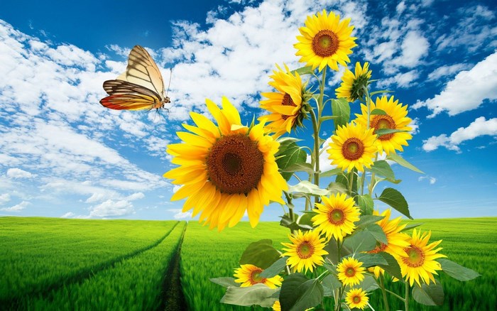 Butterfly and Sunflowers in a Green Field