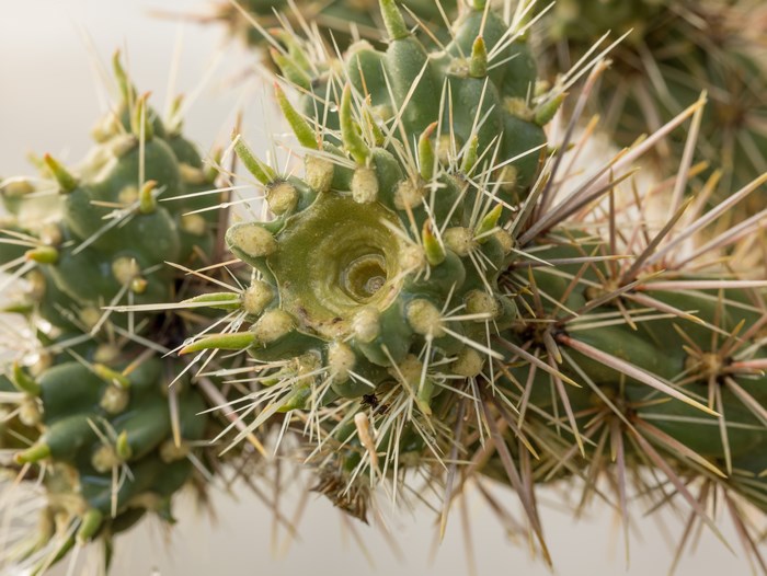 Close-up of a Cholla cactus segment with spines