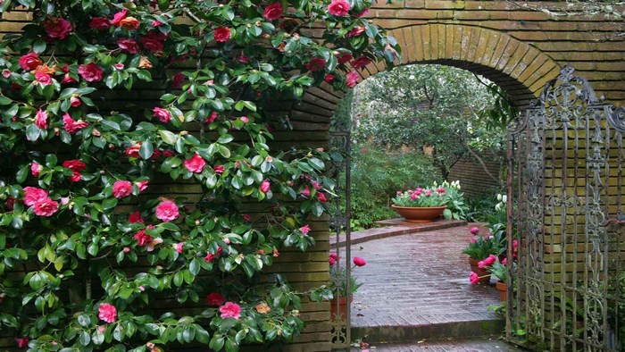 Garden archway with camellia bush and wrought iron gate