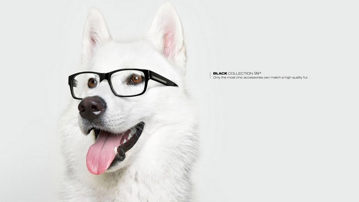 White dog wearing glasses