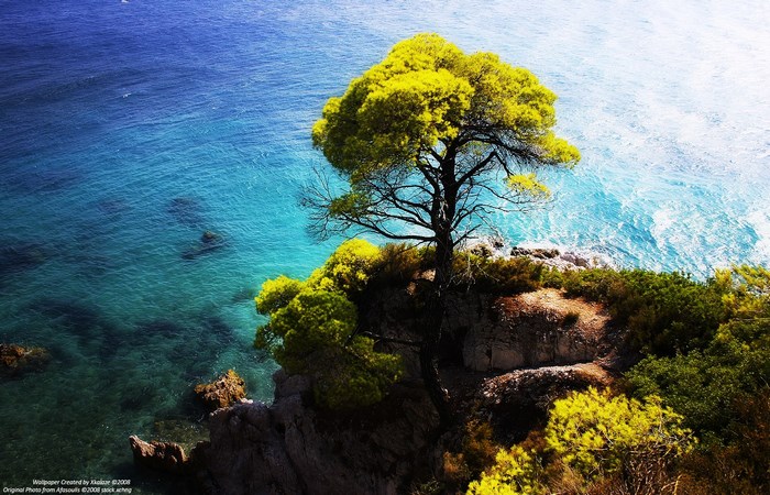 Tree on a rocky coast overlooking the sea