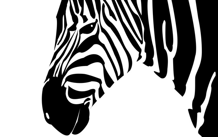 Close-up of a zebra's head with black and white stripes