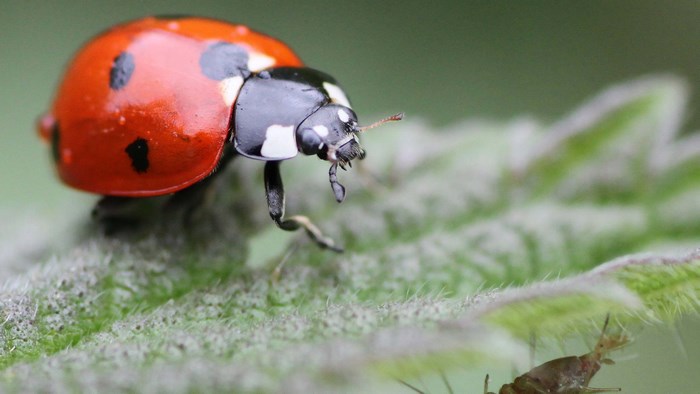 Ladybug on a green leaf